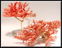 Natural pink Stylaster Coral.