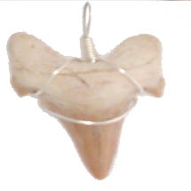 Fossil: Sharks Tooth pendant, choose from sharks teeth jewelry and or specimens.