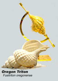 The Oregon Hairy Triton (Fusitriton oregonesis) was declared the state seashell in 1989 by the Sixty-fifth Legislative Assembly of Oregon.  Shells are sometimes over five inches long with rounded whorls of white shell covered, when living, with a (Photo shows one hairy and one without) brown, hairy layer called periostracum.  Clean white shells are available for sale at FACETS Gem & Mineral Gallery, in Newport, Oregon.